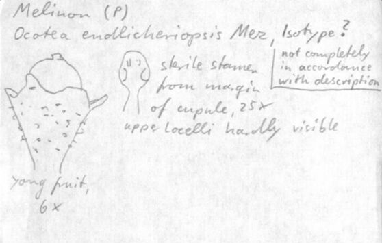 Vorschaubild Ocotea endlicheriopsis Mez